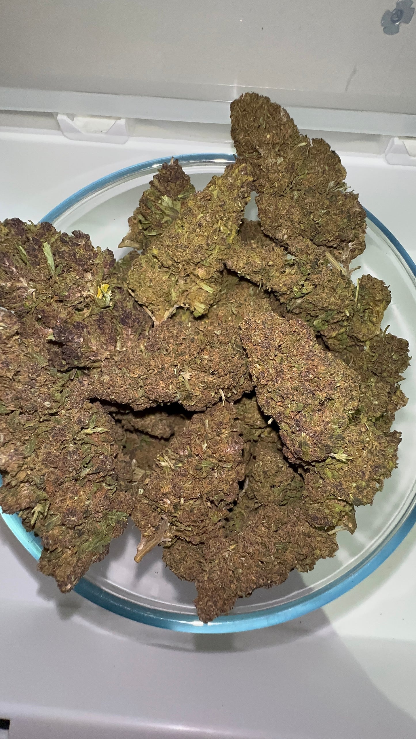 > FORBIDDEN FRUIT <