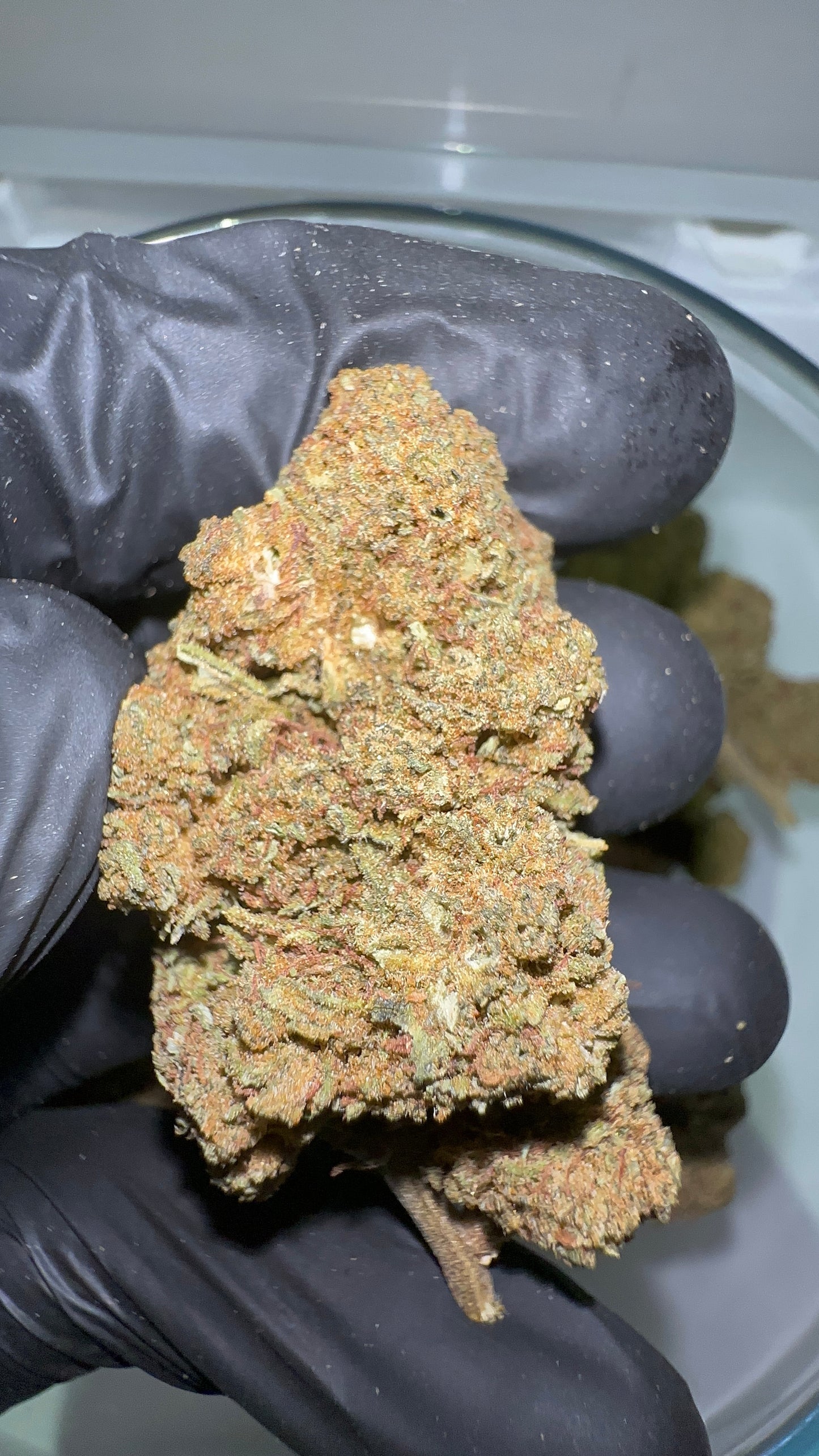 > GORILLA GLUE <