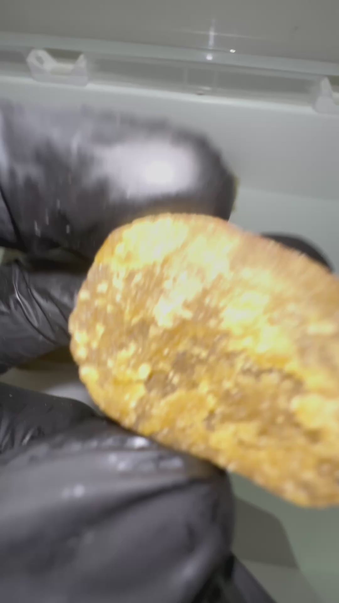 PIATELLA VID