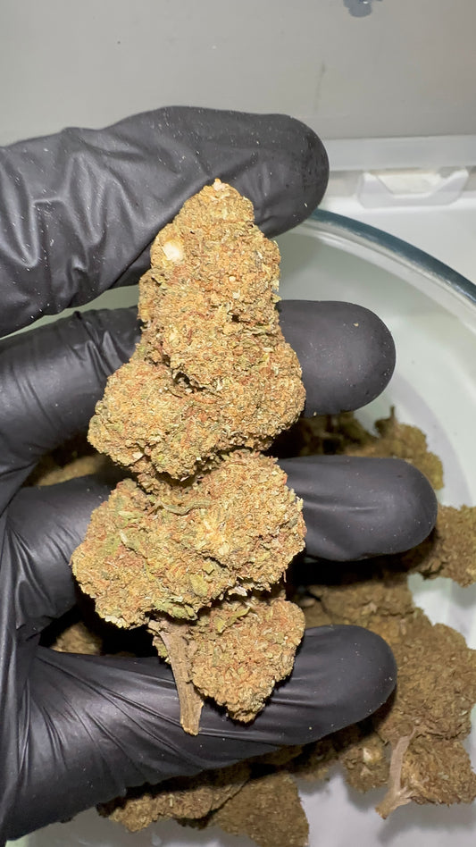 > GORILLA GLUE <